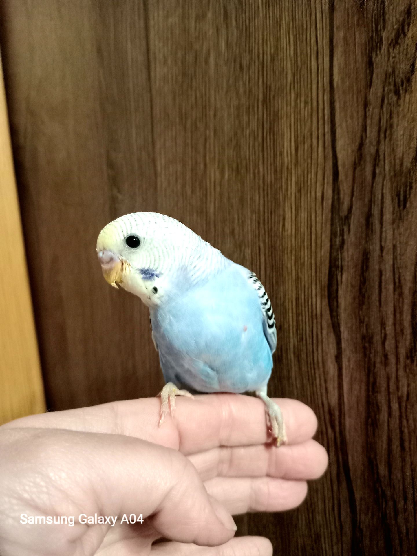 Хвилясті папуги