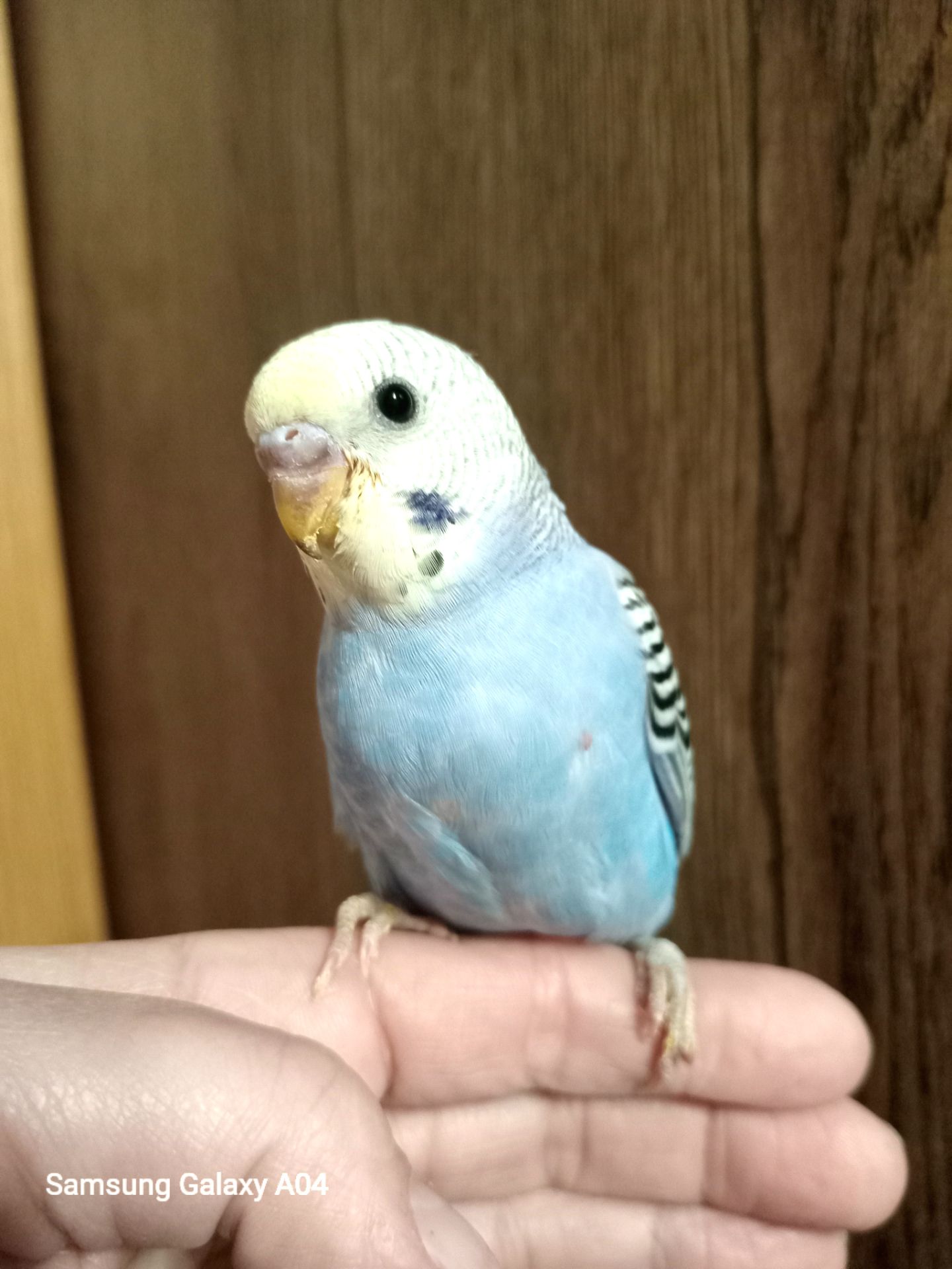 Хвилясті папуги