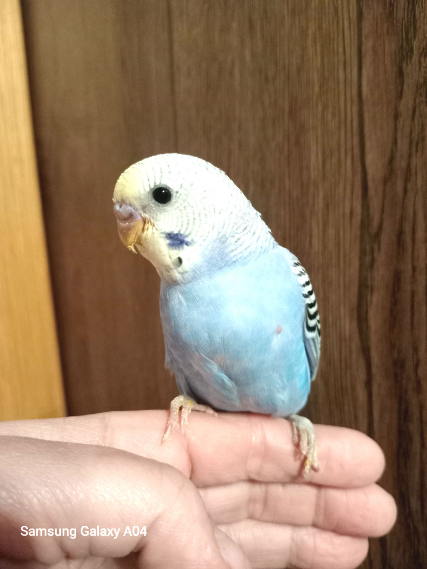 Хвилясті папуги