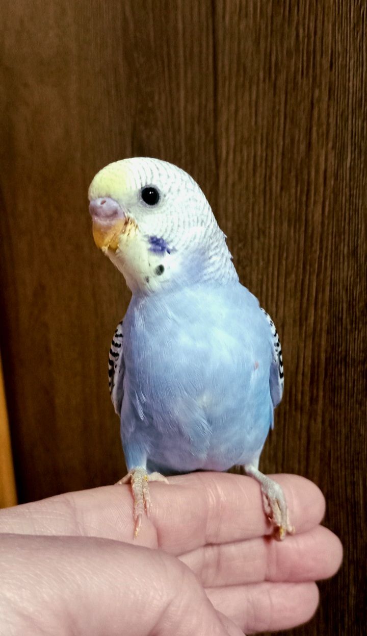 Хвилясті папуги