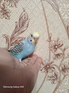 Хвилясті папуги