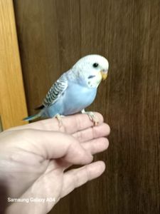 Хвилясті папуги