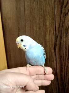 Хвилясті папуги