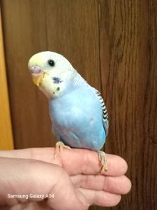 Хвилясті папуги