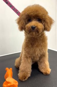 Пудель Той дівчинка, red