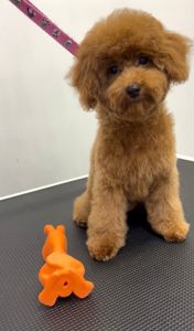 Пудель Той дівчинка, red