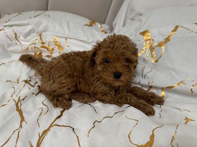 Цуценя пуделя 3 чудових хлопчики