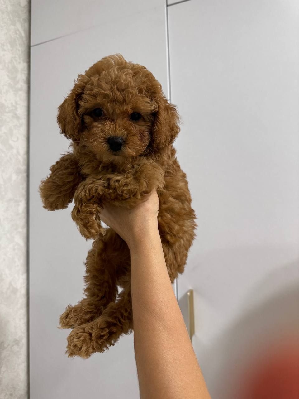 Цуценя пуделя 3 чудових хлопчики