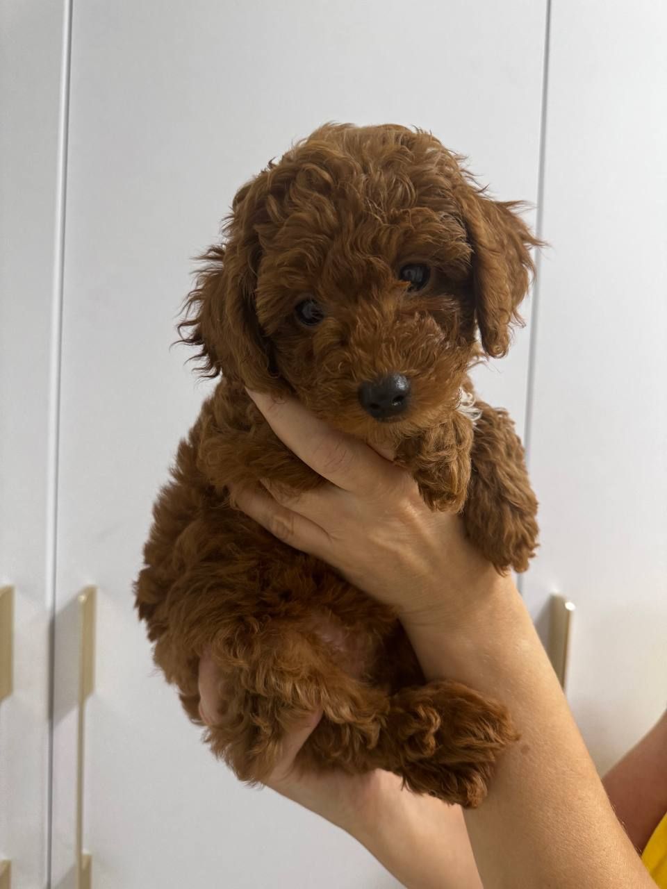 Цуценя пуделя 3 чудових хлопчики