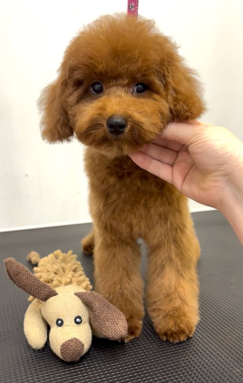 Червона дівчинка той пудель