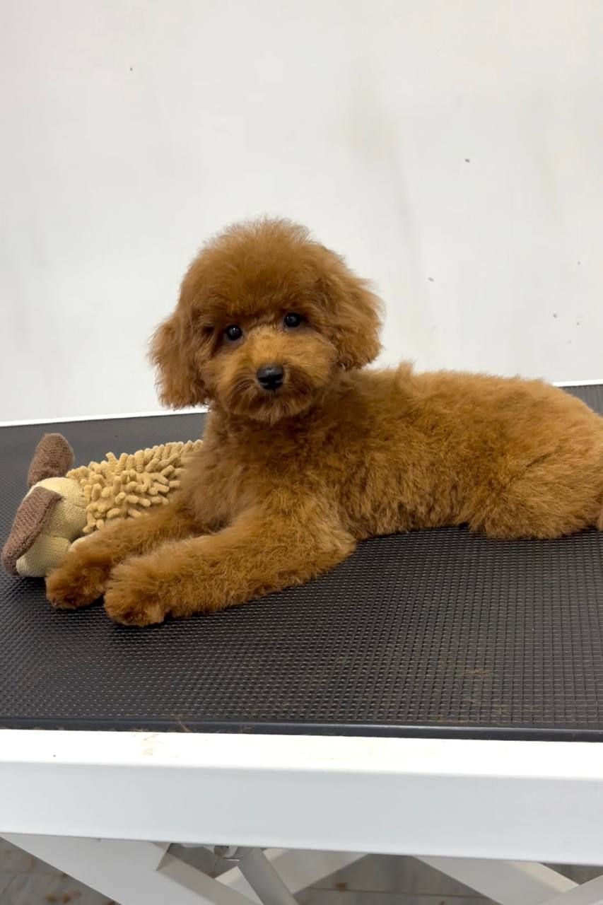 Червона дівчинка той пудель