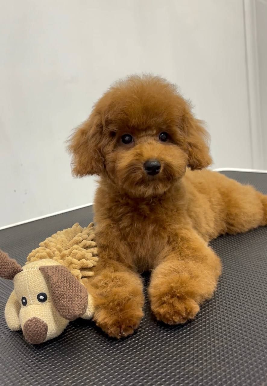 Червона дівчинка той пудель