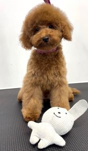 Пудель Той хлопчик, Red