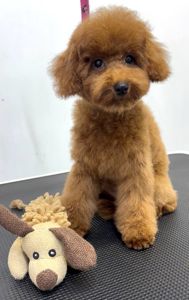 Червона дівчинка той пудель