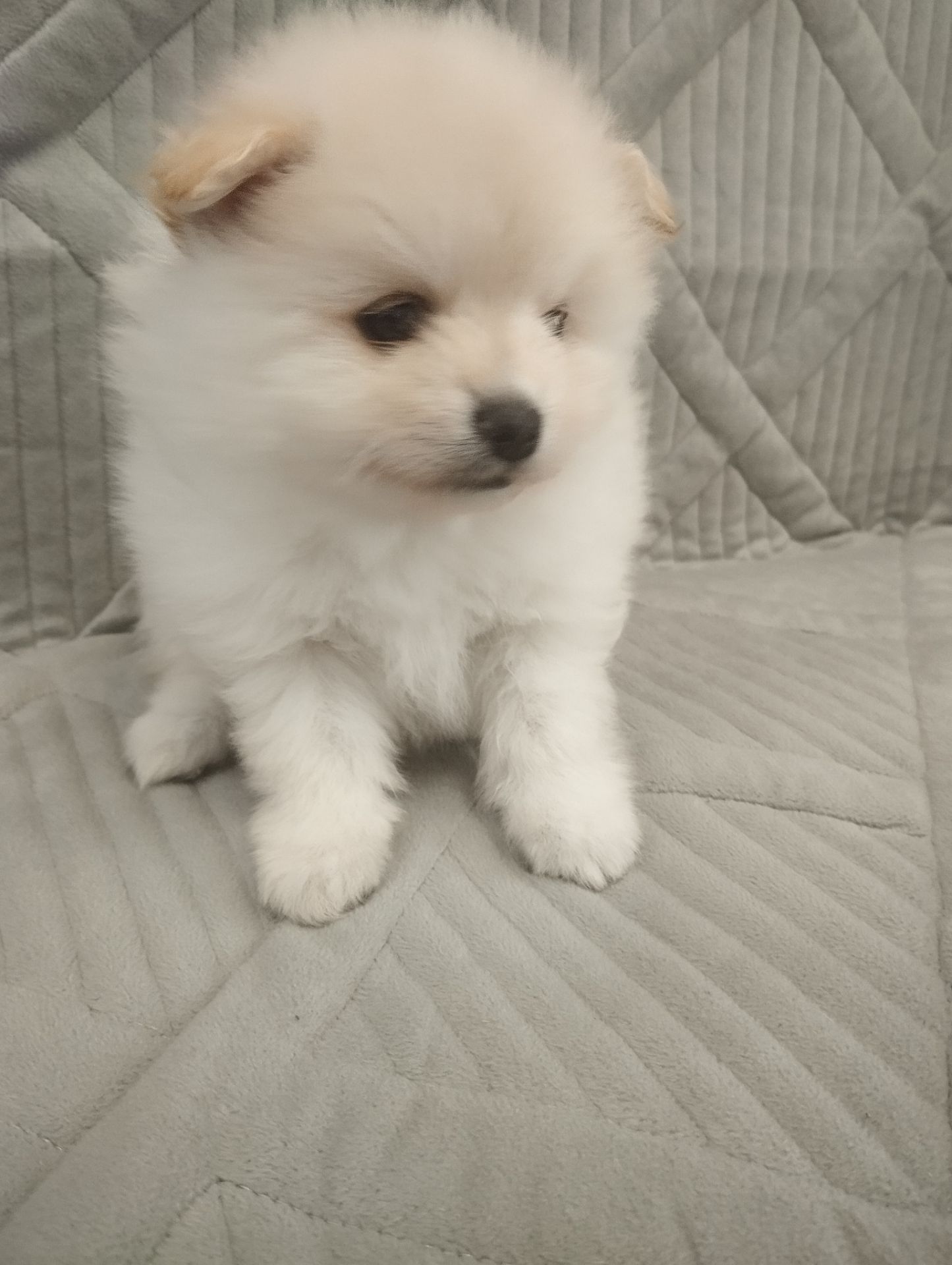 Цуценята померанського шпіца toy