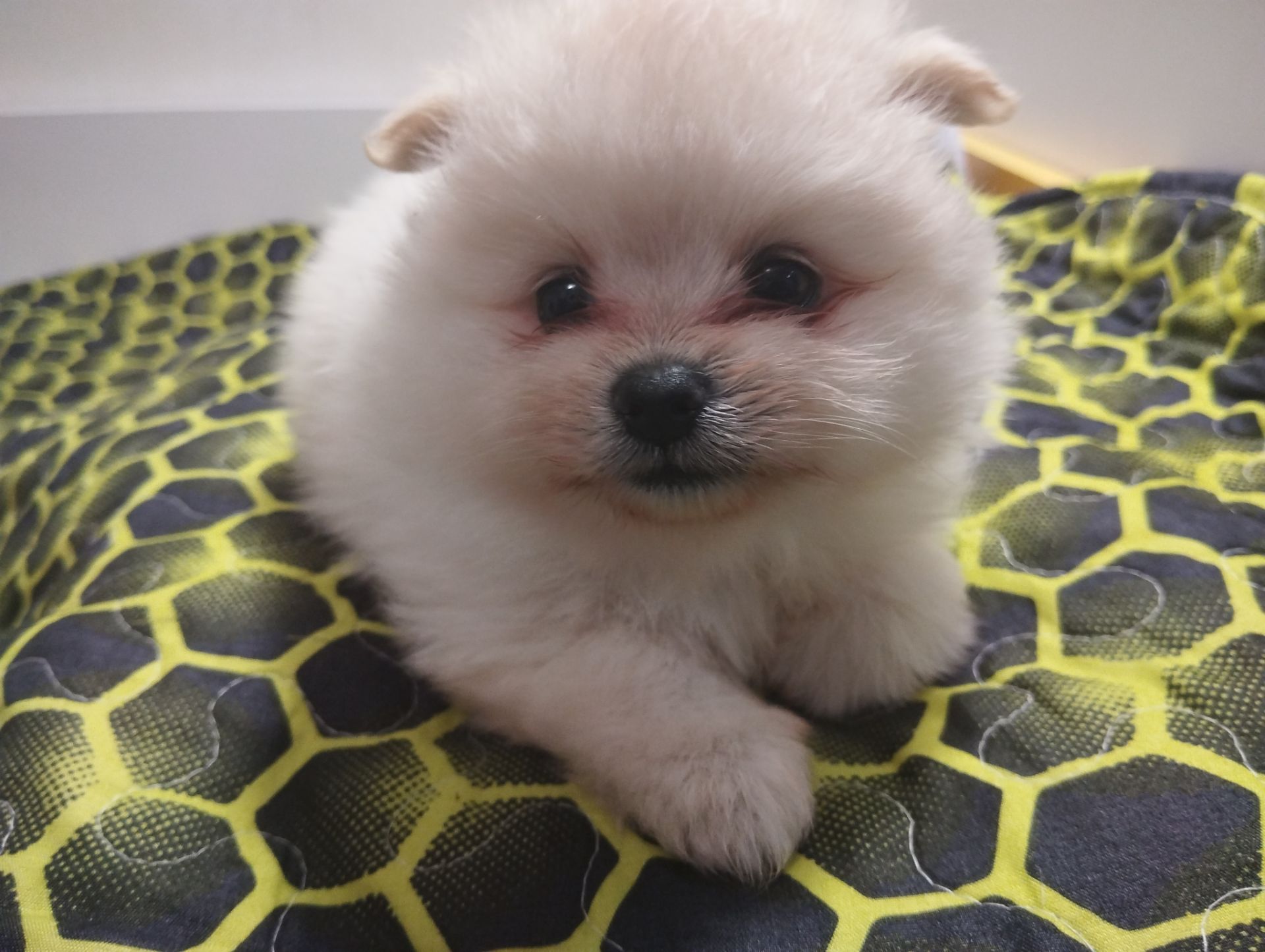 Цуценята померанського шпіца toy