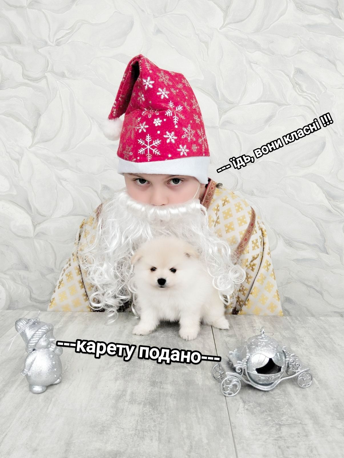 Цуценята померанського шпіца toy