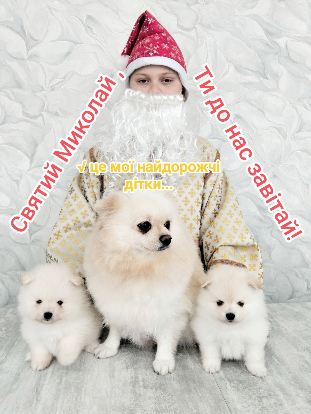 Цуценята померанського шпіца toy