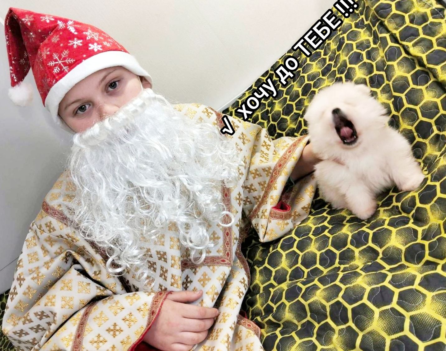 Цуценята померанського шпіца toy