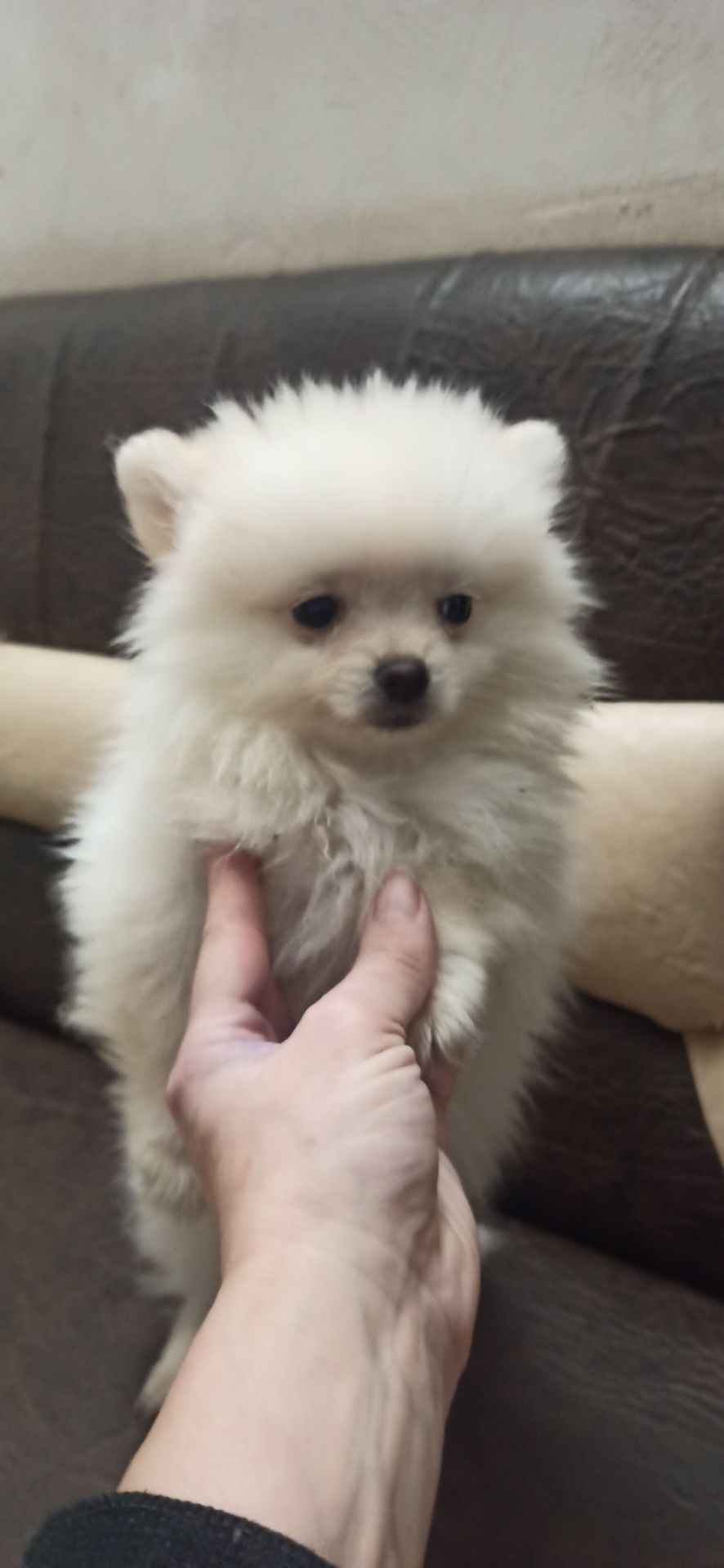 Цуценята померанського шпіца