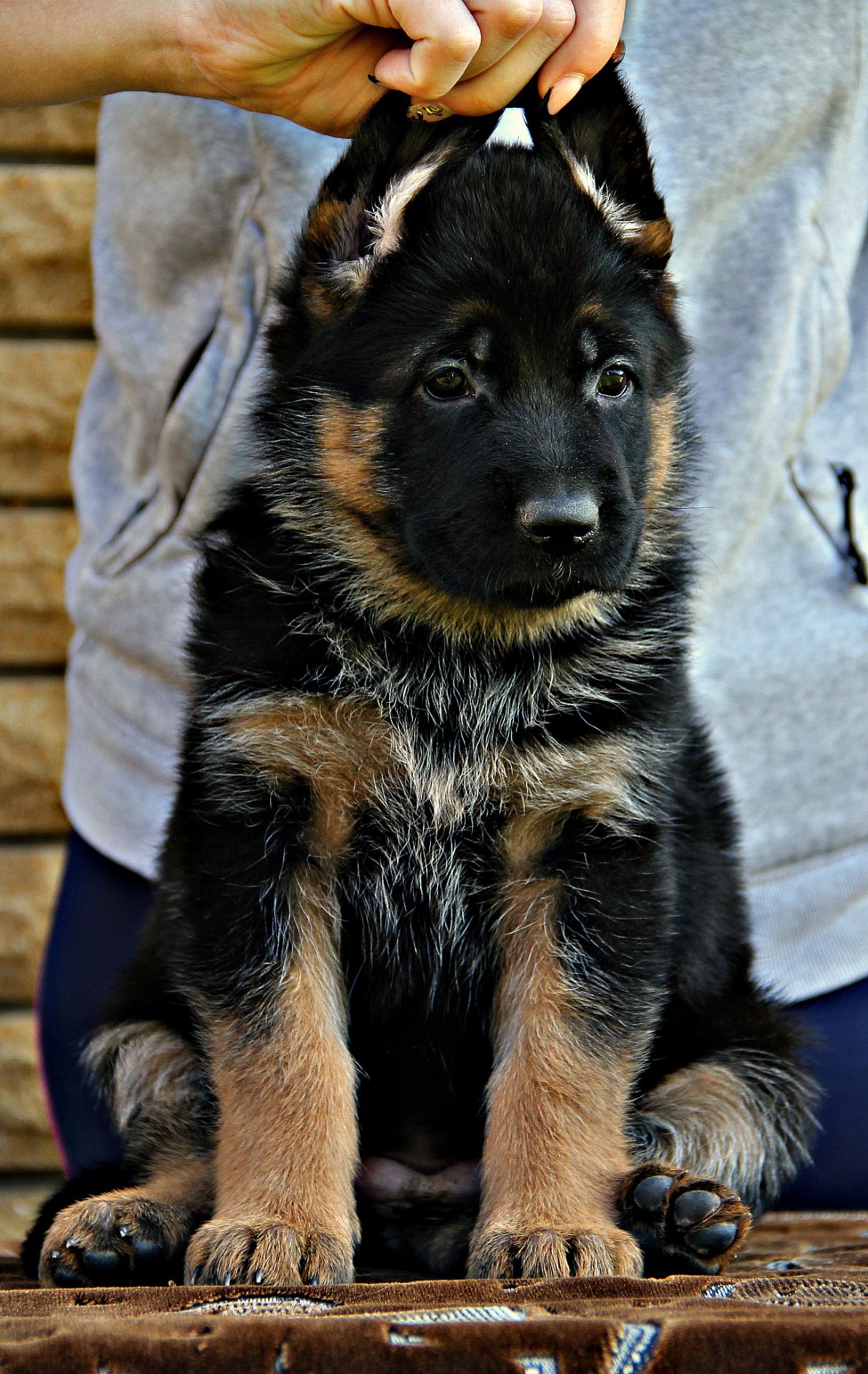 Яскраві, породні цуценята німецької вівчарки з документами КСУ