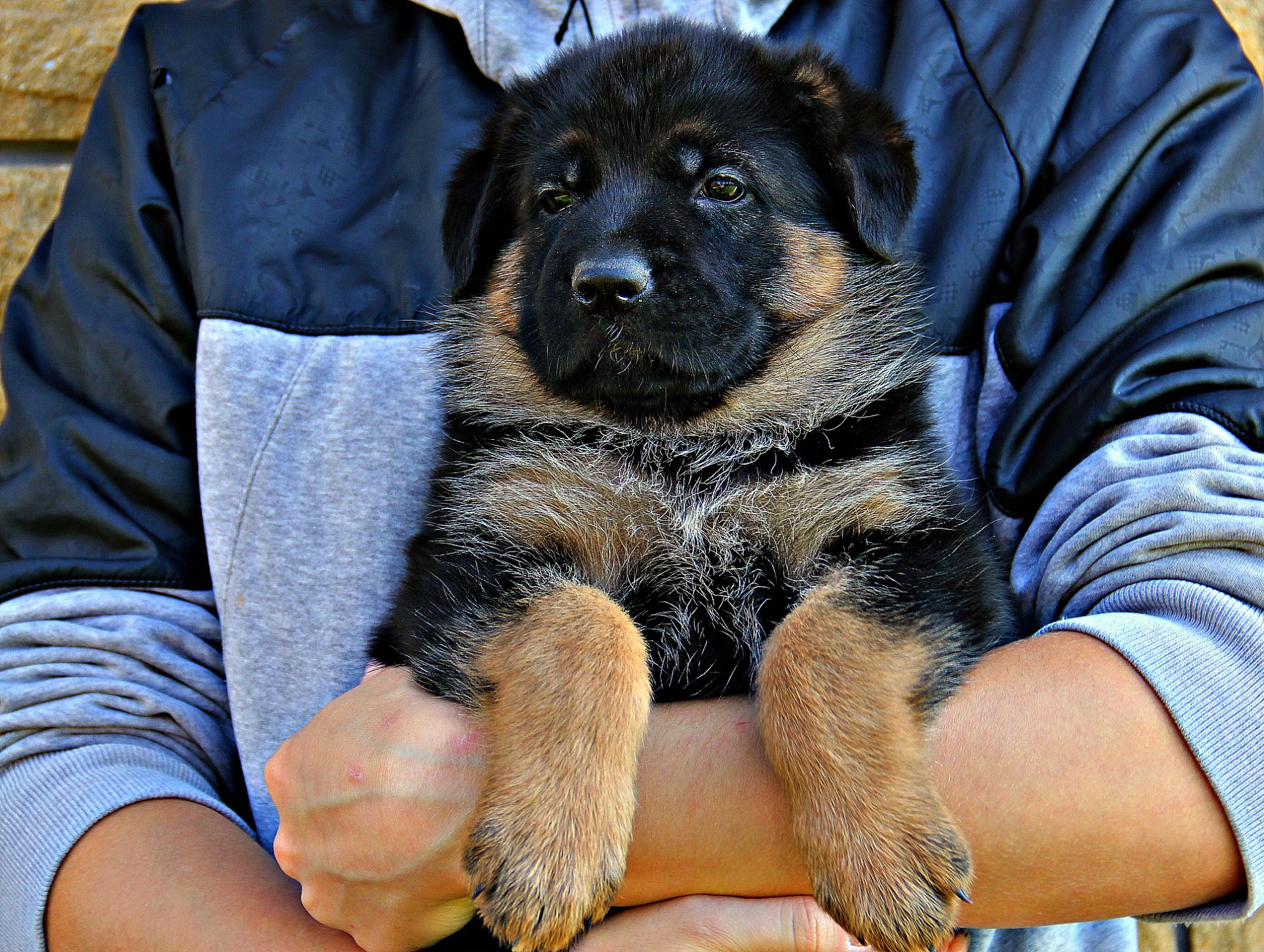 Яскраві, породні цуценята німецької вівчарки з документами КСУ