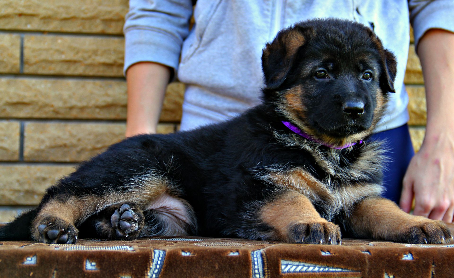 Яскраві, породні цуценята німецької вівчарки з документами КСУ