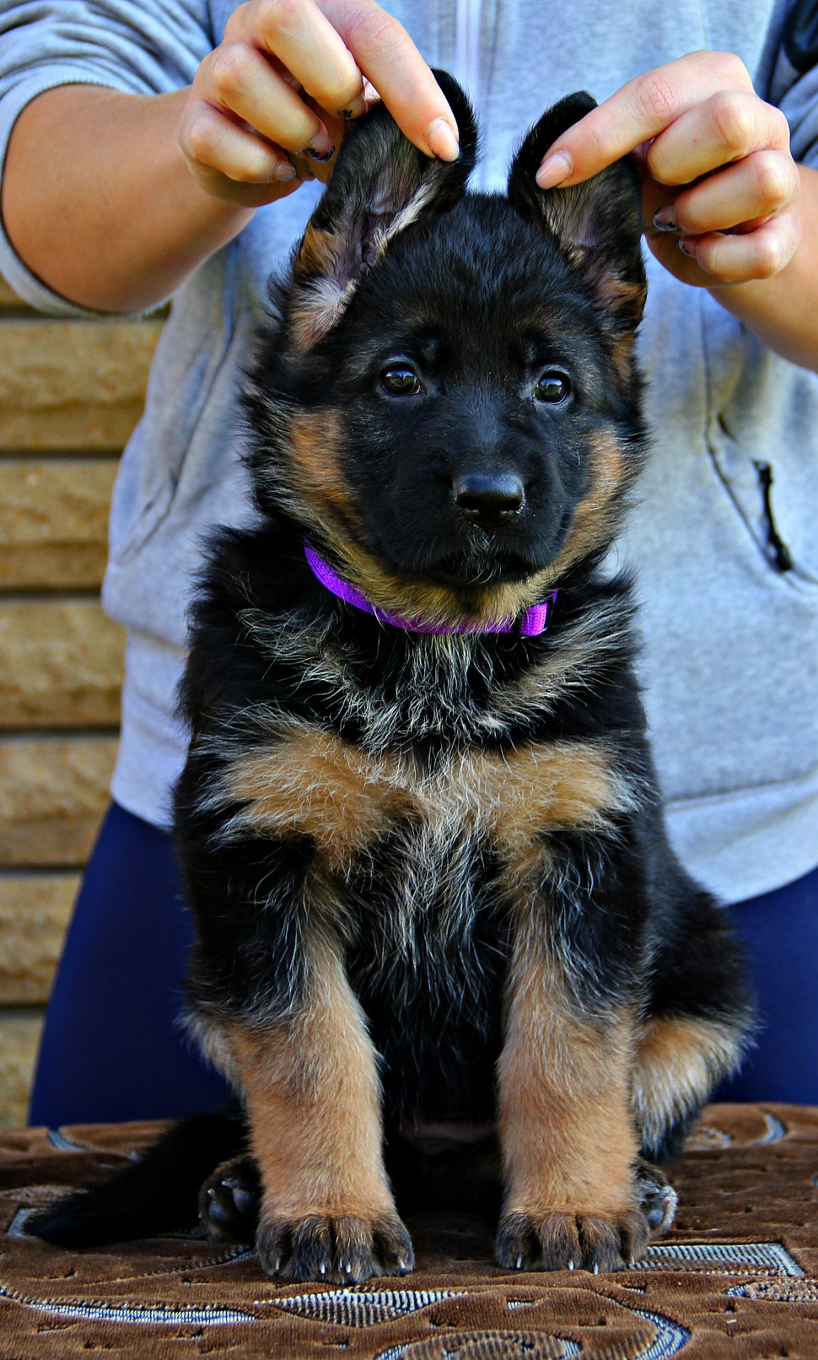 Яскраві, породні цуценята німецької вівчарки з документами КСУ