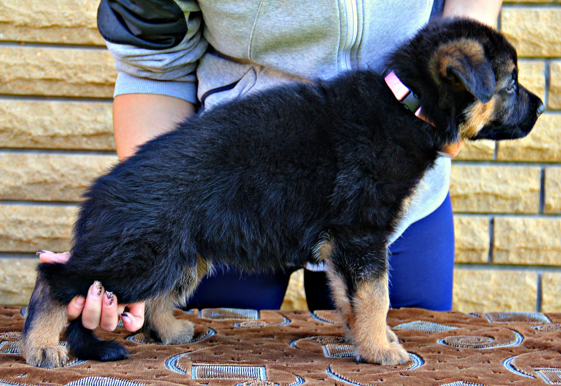 Яскраві, породні цуценята німецької вівчарки з документами КСУ