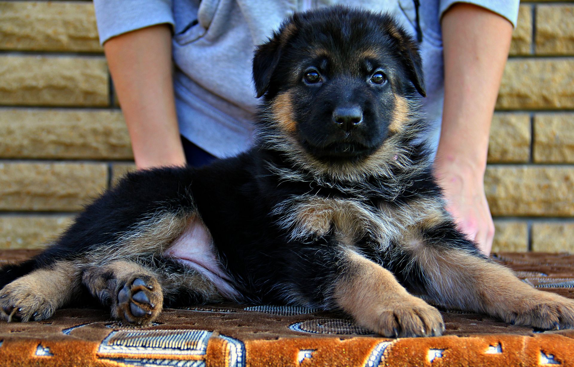 Яскраві, породні цуценята німецької вівчарки з документами КСУ