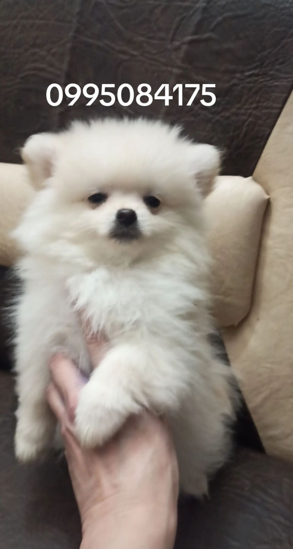 Цуценята померанського шпіца