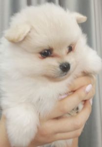 Цуценята померанського шпіца toy