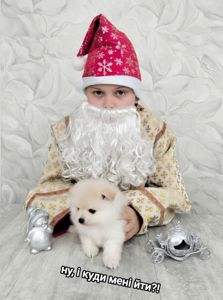 Цуценята померанського шпіца toy