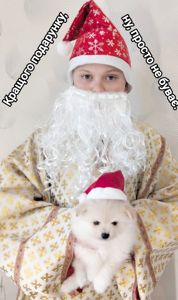 Цуценята померанського шпіца toy