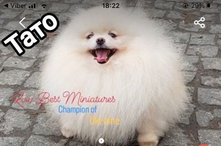 Цуценята померанського шпіца toy