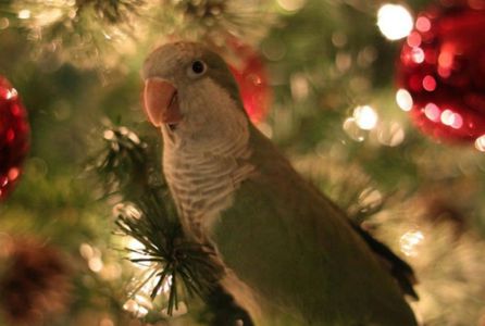 Калита - монах