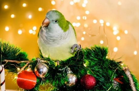 Калита - монах