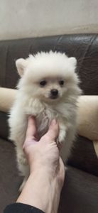 Цуценята померанського шпіца