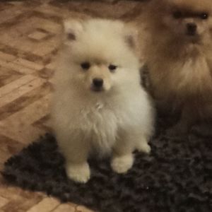 Цуценята померанського шпіца