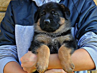 Яскраві, породні цуценята німецької вівчарки з документами КСУ