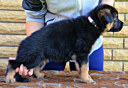 Яскраві, породні цуценята німецької вівчарки з документами КСУ