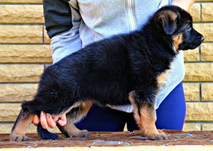 Яскраві, породні цуценята німецької вівчарки з документами КСУ