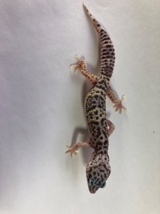 Леопардовий гекон
