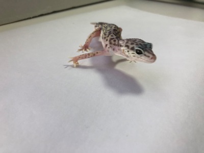 Леопардовий гекон