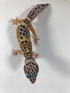 Леопардовий гекон