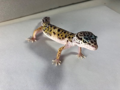 Леопардовий гекон
