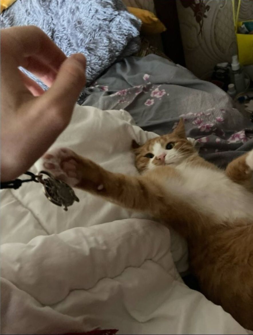 Кот/Кіт Рыжий, Сатик