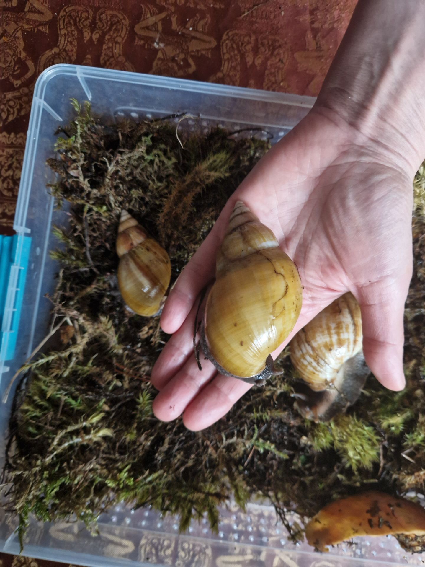 Пара Дорослих Ахатин