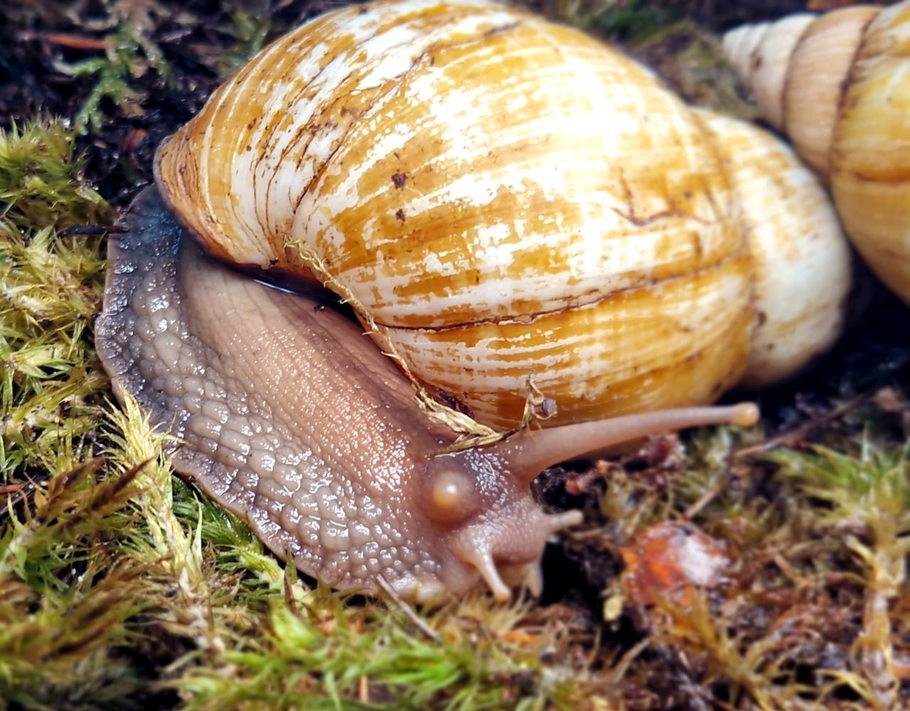 Пара Дорослих Ахатин