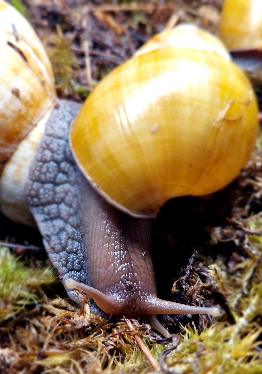 Пара Дорослих Ахатин